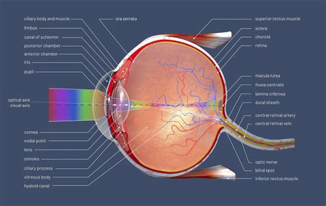 Anatomy Of The Human Eye Images