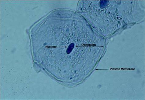 Animal cell under light microscope. Unit 4 Biology - Mr. Turp's class