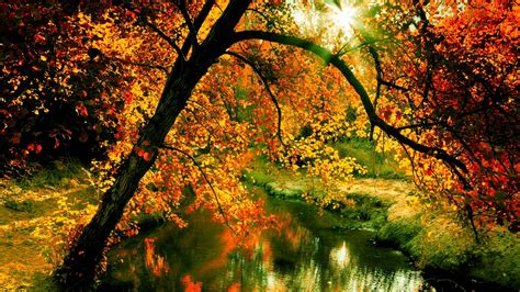 River In Autumn Forest Hd Wallpaper Background Image 1920x1080