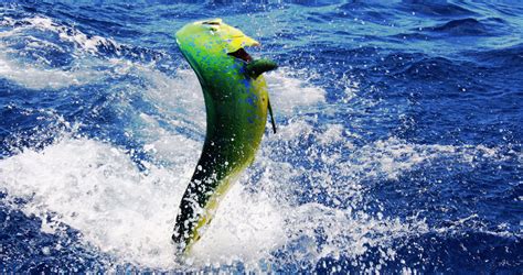 Mahi Mahi Fishing Fish Charter Curacao