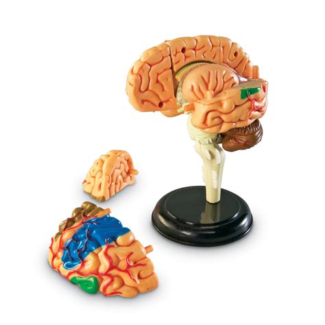The Teachers Lounge® Brain Anatomy Model 31 Pieces