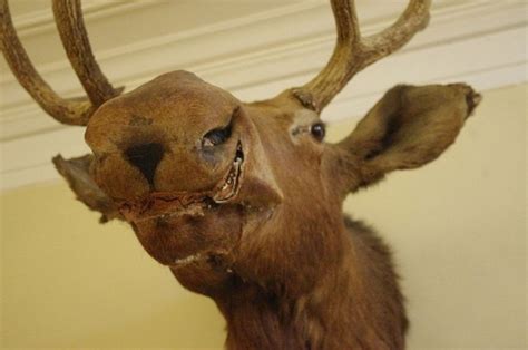 Scary Taxidermied Animals 40 Pics
