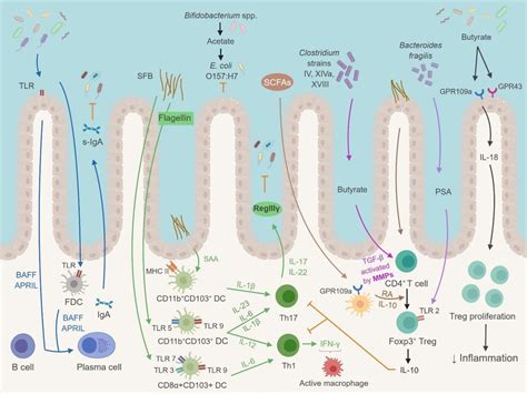 Impact Of Gut Microbiota On The Intestinal Immune System The Gut