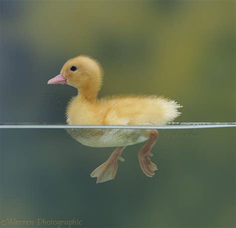 Yellow Duckling Swimming Photo Wp08715