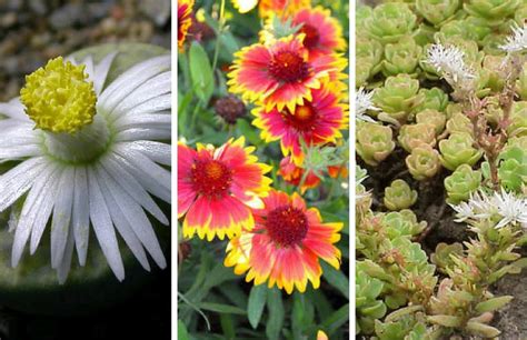15 Drought Friendly Plants That Grow In Lack Of Water