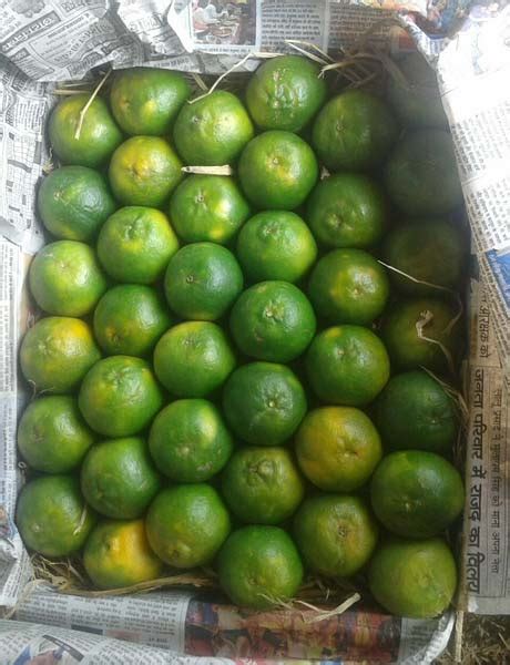 Fresh Nagpur Orange At Best Price In Chhindwara Rnp Orange Growers