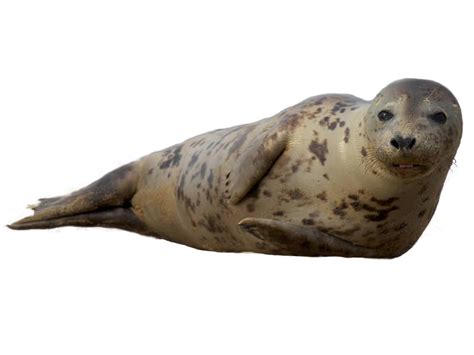 Cute Seal Png Transparent Images Free Download Vector Files Pngtree