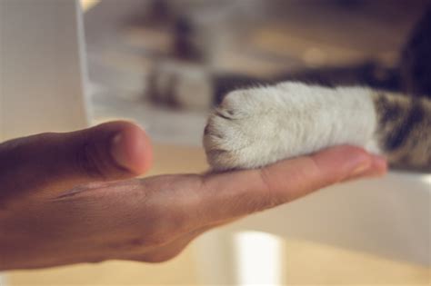 Human Hand Holding Cat Paw Stock Photo Download Image Now Istock
