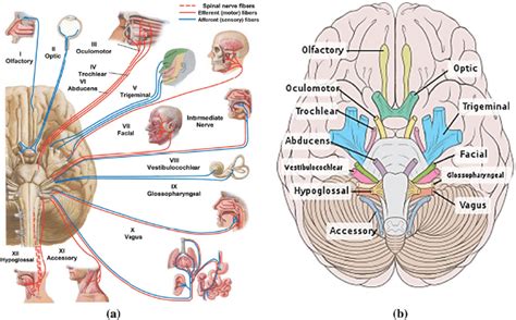 Segmentation Of The Nerves 3d Reconstruction Of The 12 Cranial Nerves Images And Photos Finder