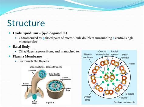 Ppt Flagella And Cilia Powerpoint Presentation Free Download Id2324606
