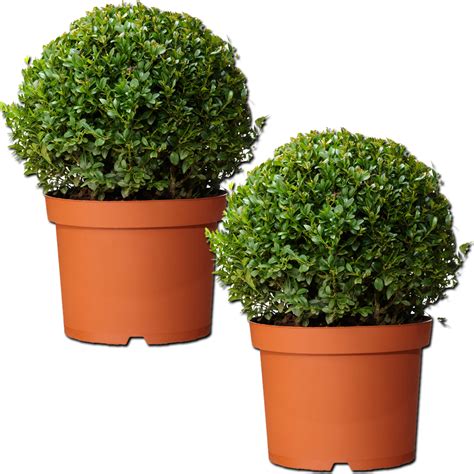 Pair Of Real 30cm Evergreen Buxus Balls Plants Sempervirens Topiary Pot