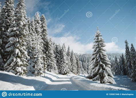 Mountain Road Covered With Snow And Fenced With Pine Trees Stock Photo Image Of Christmas