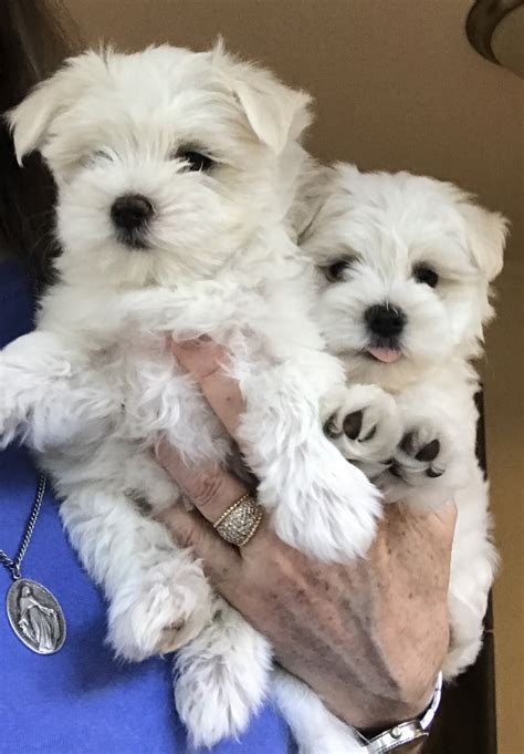 All of our puppies have started their puppy shots and deworming routine and come with a health guarantee. Maltese Puppies For Sale | Navasota, TX #302396 | Petzlover