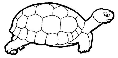 Les coloriages  les tortues terrestres  vivelestortues.com
