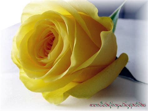 Free Yellow Rose Wallpapers Wallpaper Cave