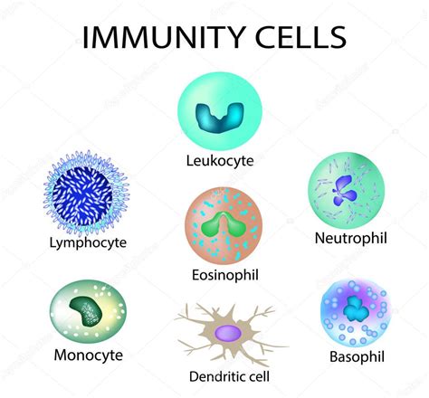 Cells Of Immunity Set Leukocyte Lymphocyte Eosinophil Neutrophil