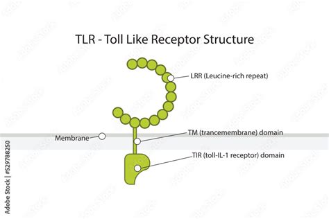 Vektorová Grafika „diagram Of Tlr Toll Like Receptor Structure