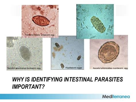 Intestinal Parasite Infections Affect Billions Of People Worldwide