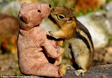 Love At First Bite Chipmunk Shows His Affection For Teddy Bear Friend