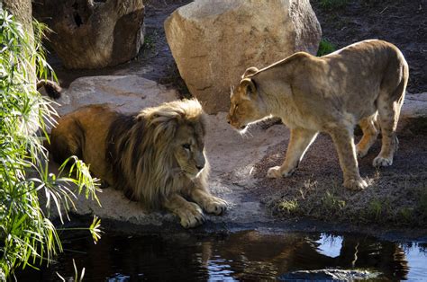 Lubango El León Macho De Bioparc Valencia Consolida Su Adaptación Con