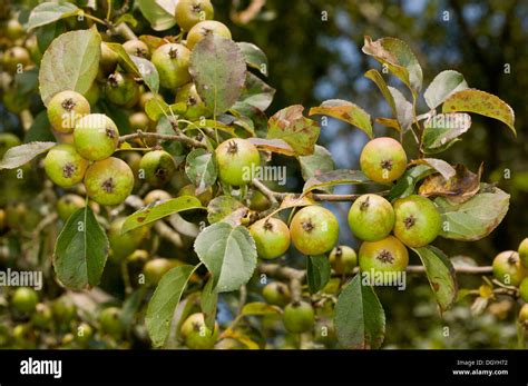 Crab Apple Malus Sylvestris In Fruit Early Autumn New Forest Stock
