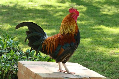Free Image On Pixabay Cockerel Grass Rooster Chicken Rooster