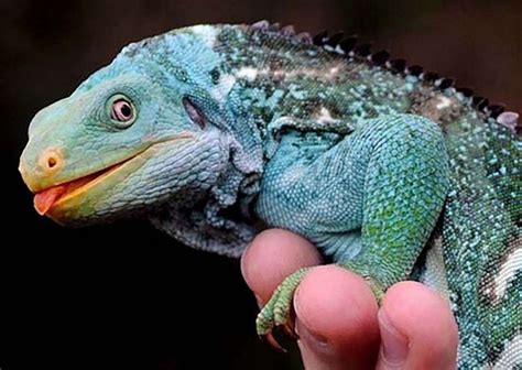 10 Gorgeous Iguanas We Share The Planet With Reptileworldfacts