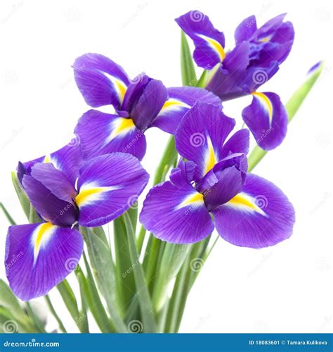 Beautiful Dark Purple Iris Flower Stock Image Image Of Mauve Iris