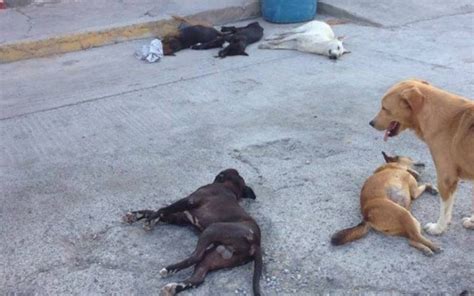 Aparecen Perros Y Gatos Muertos En Calles De Xicotepec Puebla Maltrato