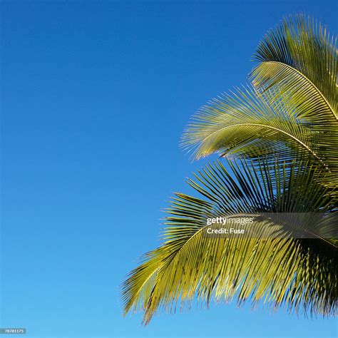 Palm Fronds High Res Stock Photo Getty Images