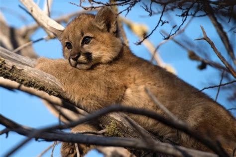 Puma's presence as a global athletic brand has enabled us to catch the attention of fine folks like you since 1948. Latam Eco Review: Patagonia pumas protected and Peruvian leaders honoured