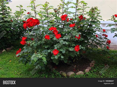 Shrub Roses Care Sakura Tucson