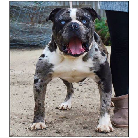 The alapaha is a large dog, weighing 60 to 95. Alapaha Blue Blood Bulldog - Temperament & Facts of the ...