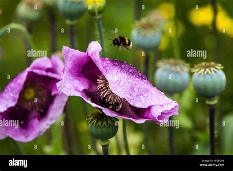 Purple Poppy Animals High Resolution Stock Photography And Images Alamy