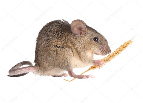 Field Mouse Holds In Paws An Ear Of Wheat Isolated — Stock Photo
