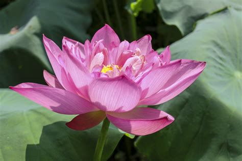 You can download lotus flower posters and flyers templates,lotus flower backgrounds,banners lotus flower. Lotus Flower Images Full HD Pictures And Wallpapers