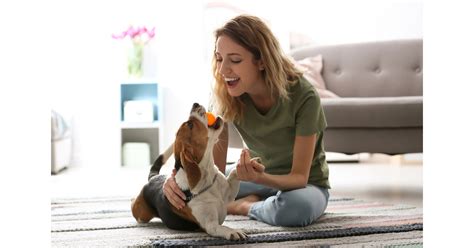 5 Ways to Prepare for a New Furry Companion