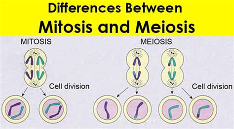 Compare Contrast Mitosis And Meiosis Compare And Contrast Mitosis And