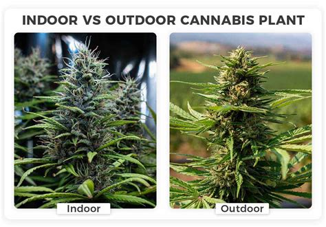 Indoor Vs Outdoor Grown Cannabis Whats The Best Environment
