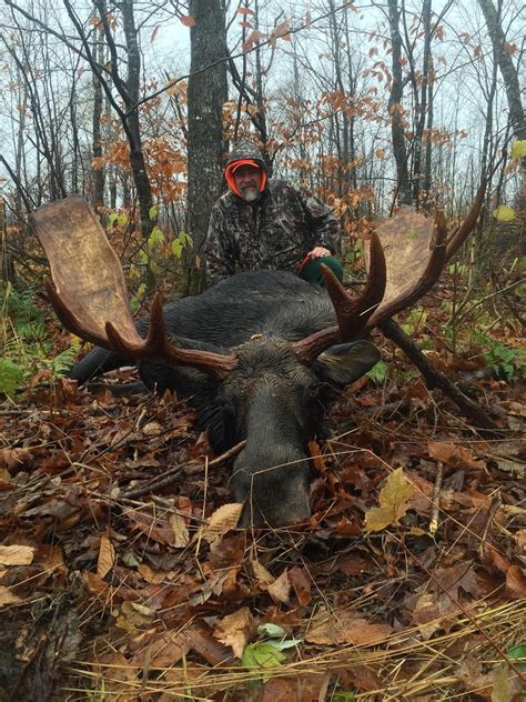 Maine Moose Hunts Tylor Kelly Camps