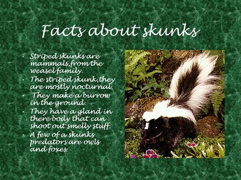 Unbelievable Interesting Facts About Skunks You Must Know