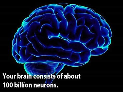 Collections Know Your Brain Interesting Facts About Brain