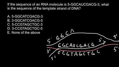 How To Find Sequence Of The Template Strand Of Dna Youtube