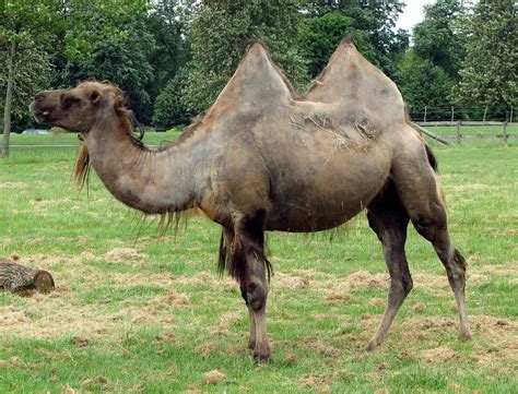 20 Fotos De Camello