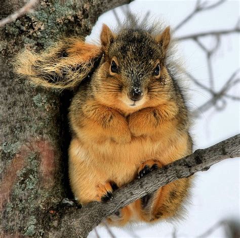 Winter Fat Squirrel Midwest Perspective