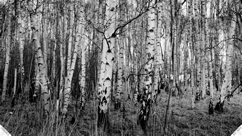 Download Natural Black White Birch Trees With Resolutions Pixel By