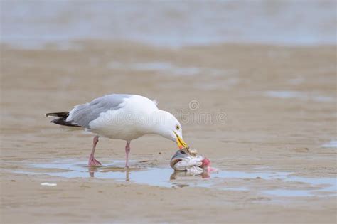 A European Herring Gull Eating A Fish On The Beach Stock Photo Image