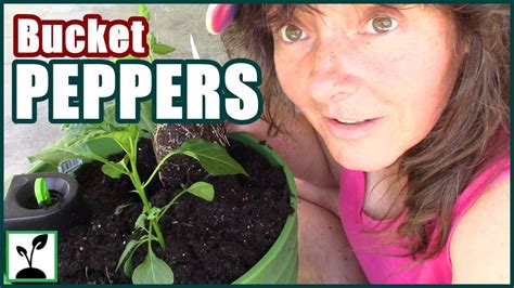 Planting Peppers In 5 Gallon Buckets ~ Bucket Gardening Youtube