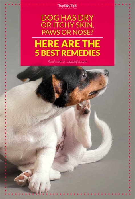 Do you have an itch that just refuses to disappear? Top 5 Best Remedies for Dog's Dry Skin, Paws, Nose or ...
