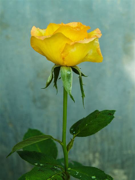 Rose In The Garden Free Stock Photo - Public Domain Pictures